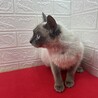 シャムMIX穏やかな性格で飼いやすいです❤アリス サムネイル2
