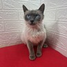シャムMIX穏やかな性格で飼いやすいです❤アリス サムネイル3