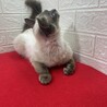 シャムMIX穏やかな性格で飼いやすいです❤アリス サムネイル4