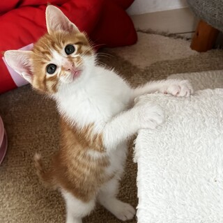 至急！生後6ヶ月三毛猫ちゃん」熊本県 - 猫の里親募集(530731