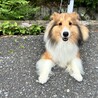 シェルティの女の子　里親募集 サムネイル2