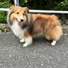シェルティの女の子　里親募集 サムネイル5