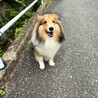 シェルティの女の子　里親募集 サムネイル6