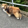 シェルティの女の子　里親募集 サムネイル7