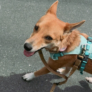宮古島より。。小柄な中型犬　推定2歳
