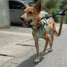 宮古島より。。小柄な中型犬　推定2歳