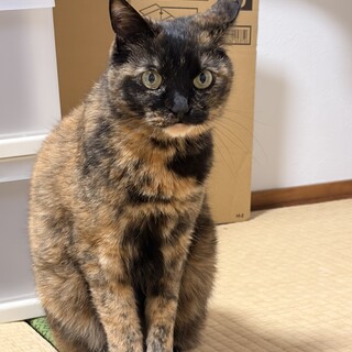里親募集