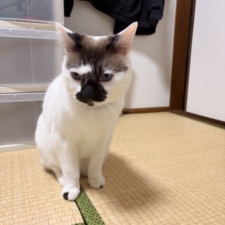 里親募集
