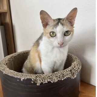 陽気で優しいさくらちゃん　人も猫も大好き♪ 