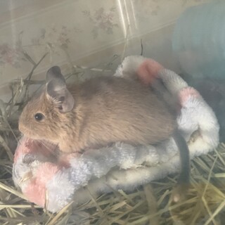 元気いっぱい！サンドデグーのメス（生後6か月）
