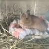 元気いっぱい！サンドデグーのメス（生後6か月） サムネイル3