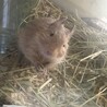 元気いっぱい！サンドデグーのメス（生後6か月） サムネイル4