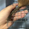 元気いっぱい！サンドデグーのメス（生後6か月） サムネイル5
