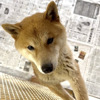 26-W129 柴ベビー」滋賀県 - 犬の里親募集(540167) :: ペットの