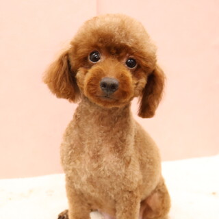 7ヶ月 アプリコット ト」東京都 - 犬の里親募集(538971) :: ペット