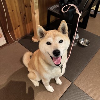 柴犬の里親募集