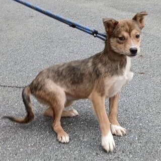 無料 26-W129　柴ベビー可愛過ぎます 26-W129 柴ベビー」滋賀県 - 犬の里親募集(540167) :: ペットの