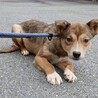 可愛い野犬の子犬4きょうだい③福（ふく）ちゃん サムネイル2