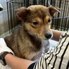 可愛い野犬の子犬4きょうだい③福（ふく）ちゃん サムネイル3