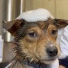 可愛い野犬の子犬4きょうだい③福（ふく）ちゃん サムネイル4