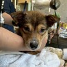 可愛い野犬の子犬4きょうだい③福（ふく）ちゃん サムネイル5