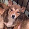 可愛い野犬の子犬4きょうだい③福（ふく）ちゃん サムネイル6