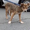 可愛い野犬の子犬4きょうだい③福（ふく）ちゃん サムネイル7