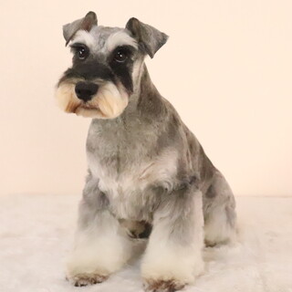 26-W129 柴ベビー」滋賀県 - 犬の里親募集(540167) :: ペットの