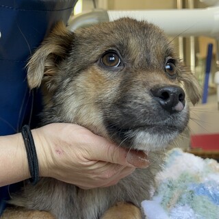 無料 26-W129　柴ベビー可愛過ぎます 26-W129 柴ベビー」滋賀県 - 犬の里親募集(540167) :: ペットの