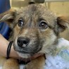 可愛い野犬の子犬4きょうだい④ガンバくん サムネイル2