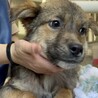 可愛い野犬の子犬4きょうだい④ガンバくん サムネイル3