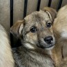 可愛い野犬の子犬4きょうだい④ガンバくん サムネイル4