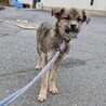 可愛い野犬の子犬4きょうだい④ガンバくん サムネイル5