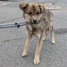 可愛い野犬の子犬4きょうだい④ガンバくん サムネイル6