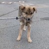 可愛い野犬の子犬4きょうだい④ガンバくん サムネイル7