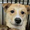 可愛い野犬の子犬4きょうだい①笑（しょう）くん サムネイル3