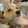 可愛い野犬の子犬4きょうだい①笑（しょう）くん サムネイル6