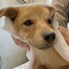 可愛い野犬の子犬4きょうだい②陽（よう）くん サムネイル2