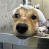 可愛い野犬の子犬4きょうだい②陽（よう）くん サムネイル3