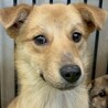 可愛い野犬の子犬4きょうだい②陽（よう）くん サムネイル6