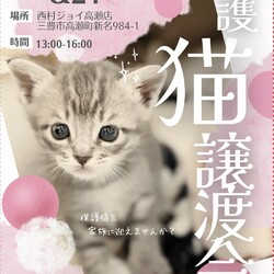 保護猫の譲渡会