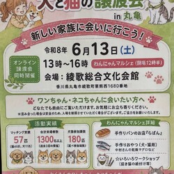 保護猫の譲渡会