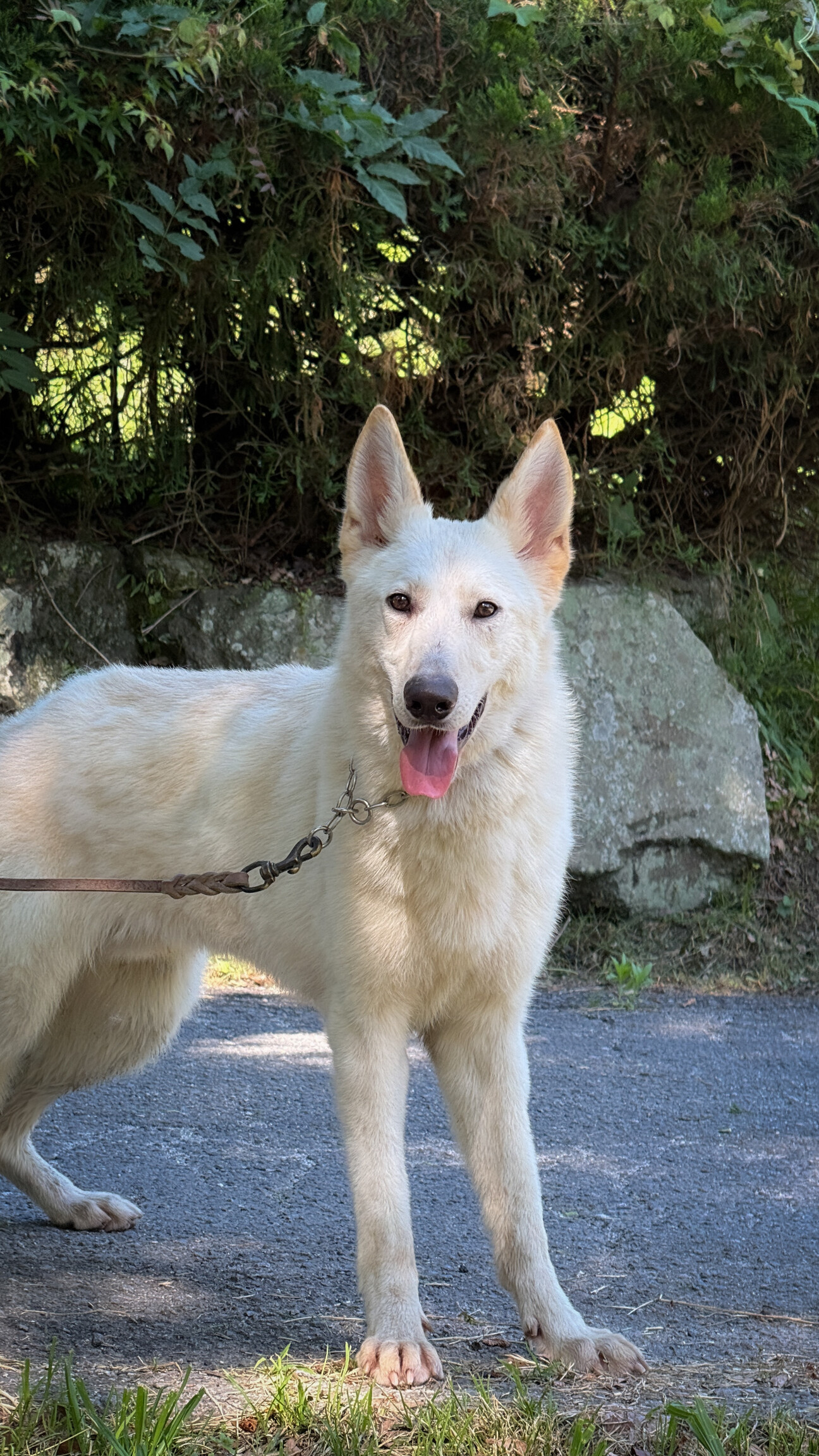 ホワイトシェパードの男の子」三重県 - 犬の里親募集(541370