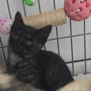 かわいい美子猫　黒豆くん