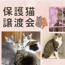保護猫の譲渡会