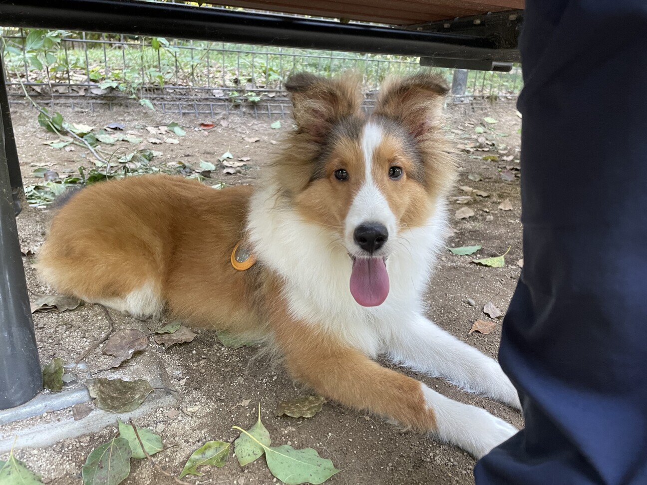 シェットランドシープドッ」埼玉県 - 犬の里親募集(541375) 2枚目の