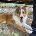 シェットランドシープドッグ 1歳 オス