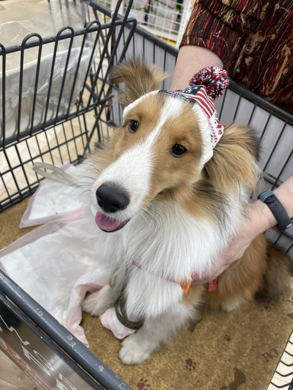 シェットランドシープドッ」埼玉県 - 犬の里親募集(541375) 2枚目の