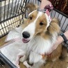 シェットランドシープドッグ 1歳 オス サムネイル2