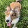 シェットランドシープドッグ 1歳 オス サムネイル3